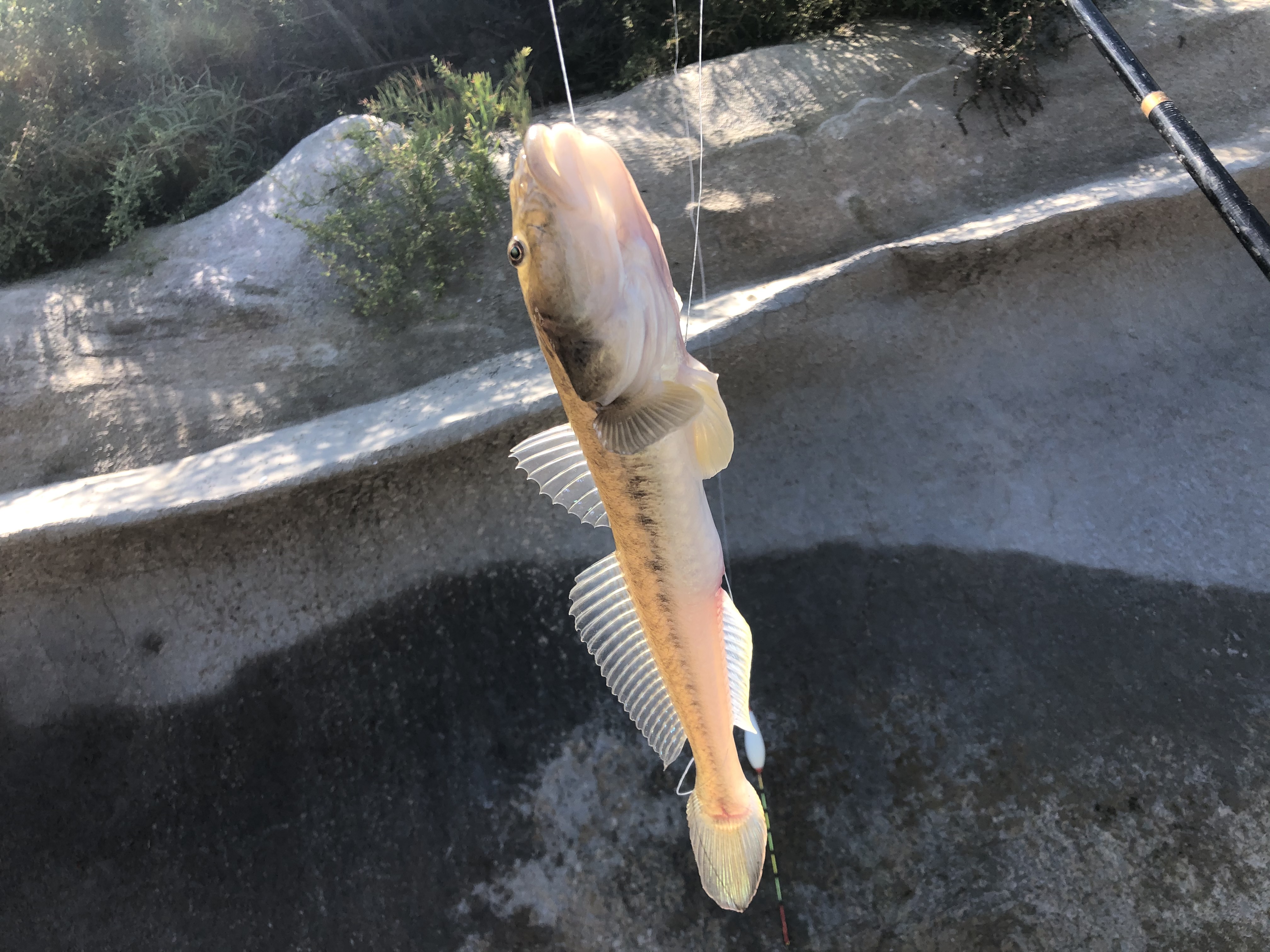 东北楞巴鱼怎么钓,楞巴鱼几月可以钓