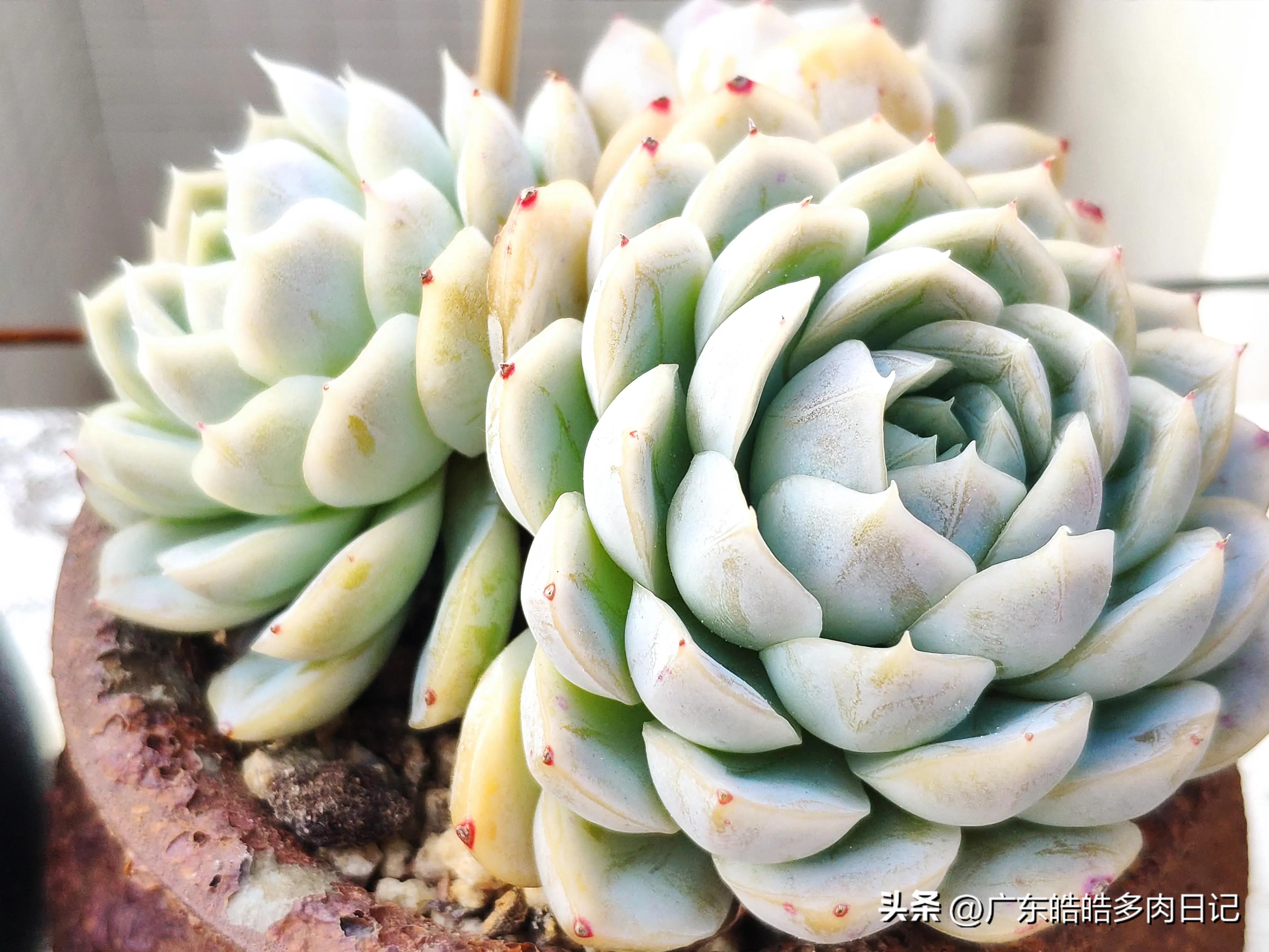 为养多肉，和楼顶小鸟的斗智斗勇，几*法大**宝轮番上阵