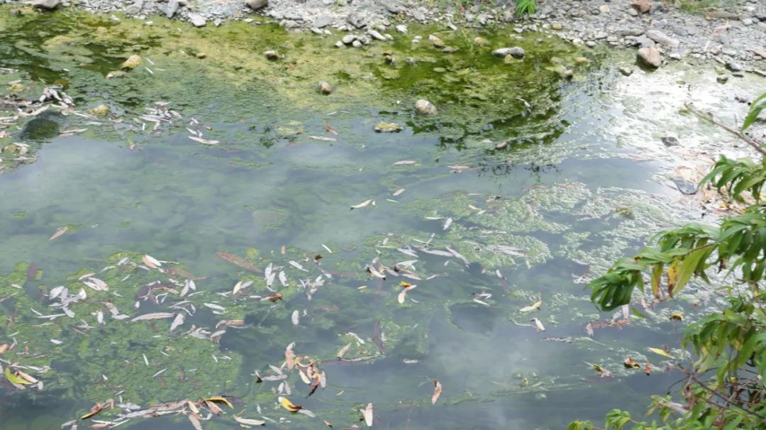 十人九湿湿气不除百病缠身,中医讲女人体内湿气重