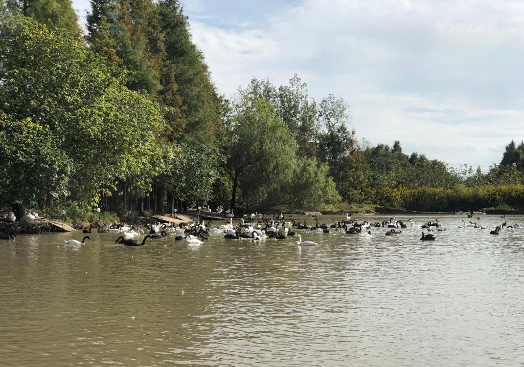 上海动物园和野生动物园哪个好,上海动物园地址和路线
