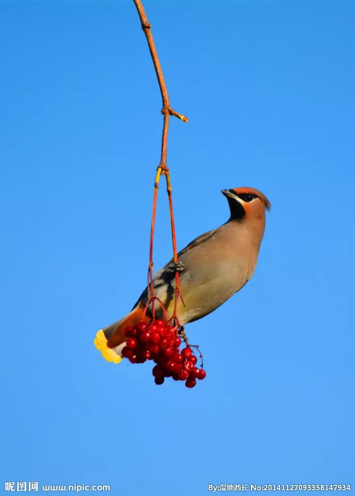 太平鸟图片素材,太平鸟图片大鸟