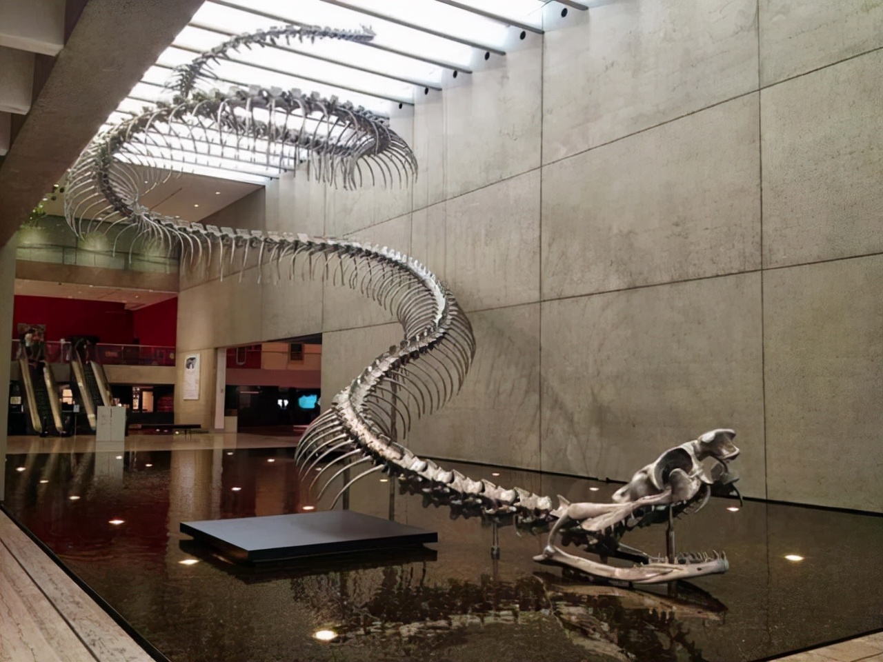 亚马逊的巨蟒有哪些,亚马逊巨蟒的资料