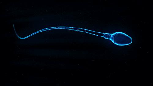 人体的精子是如何产生的,人的精子怎么样才能存活