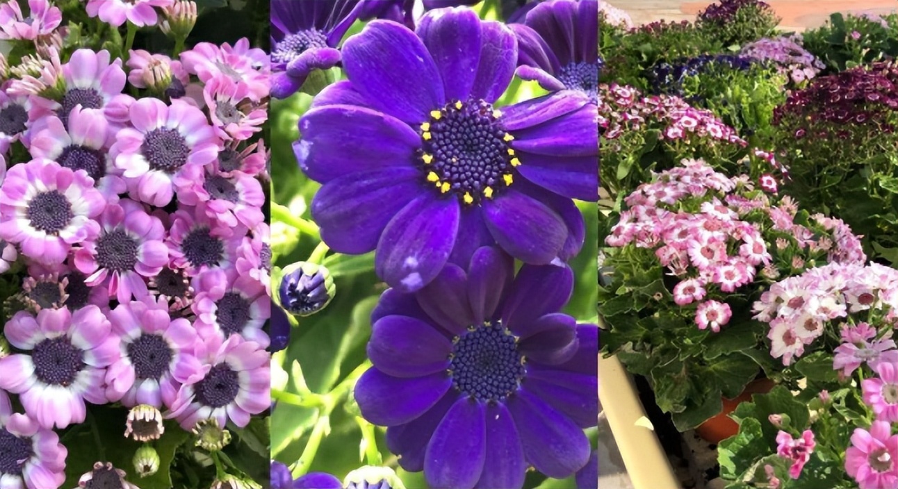 爱干净的人应该养什么动物,家中千万别养这8种毒花