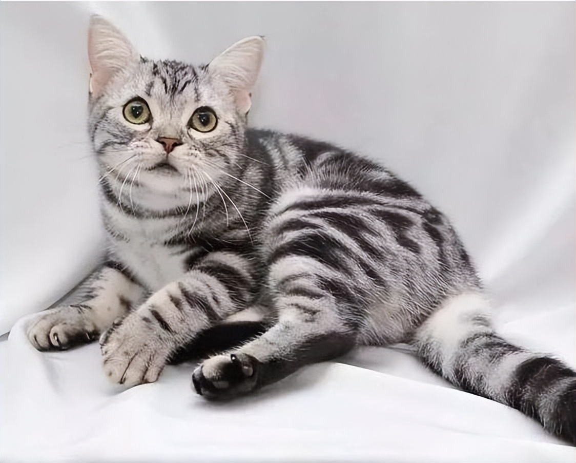 哪种猫比较好养又容易养,建议养的10种猫便宜