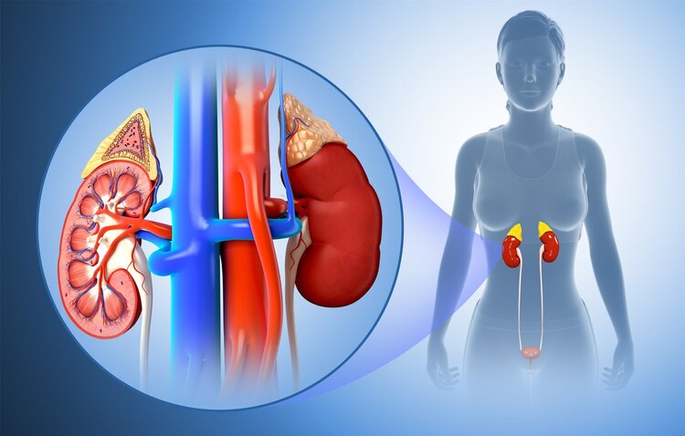 灵芝孢子粉是真的有效吗,灵芝孢子粉到底是养生好物