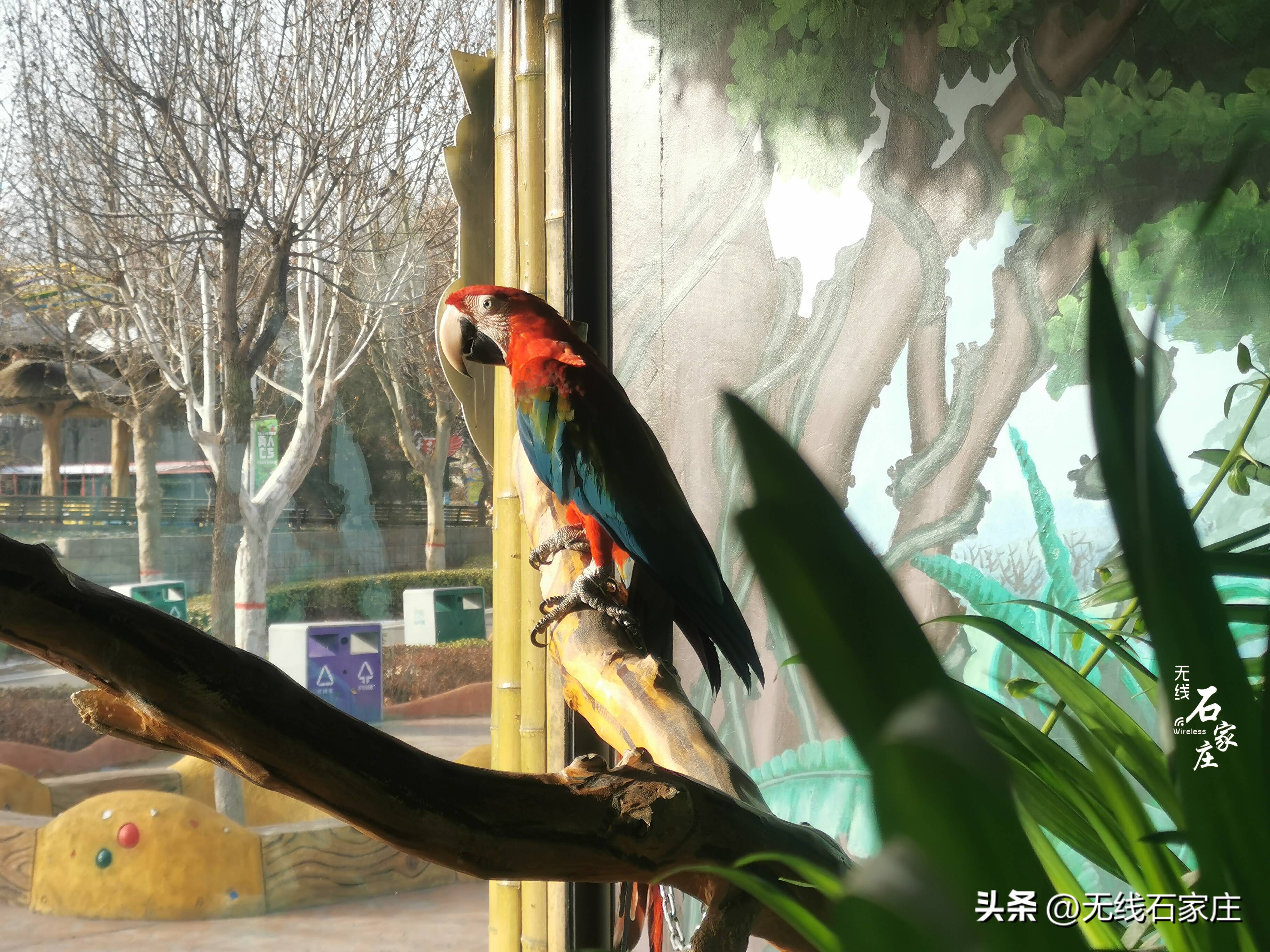 2022年石家庄动物园春节活动,石家庄动物园元宵节