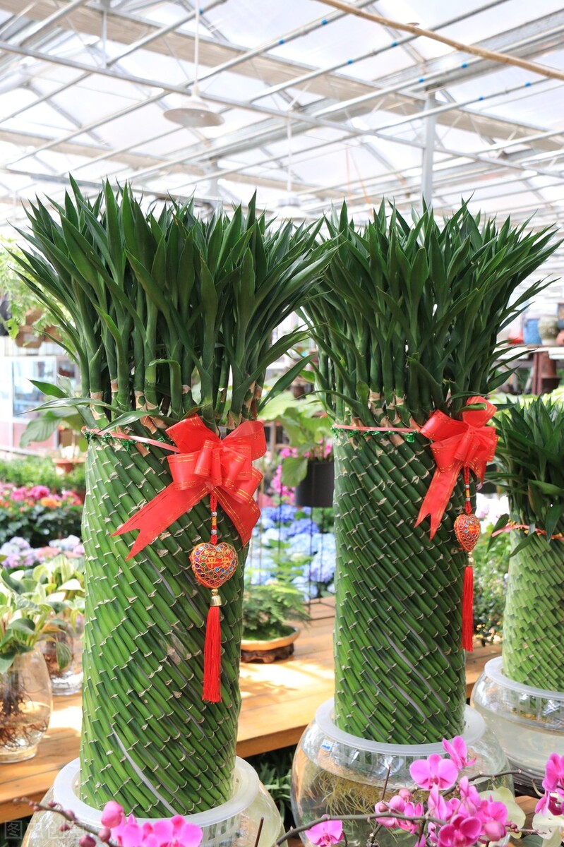 发财树富贵竹好运连连,发财树和富贵竹位置有什么讲究