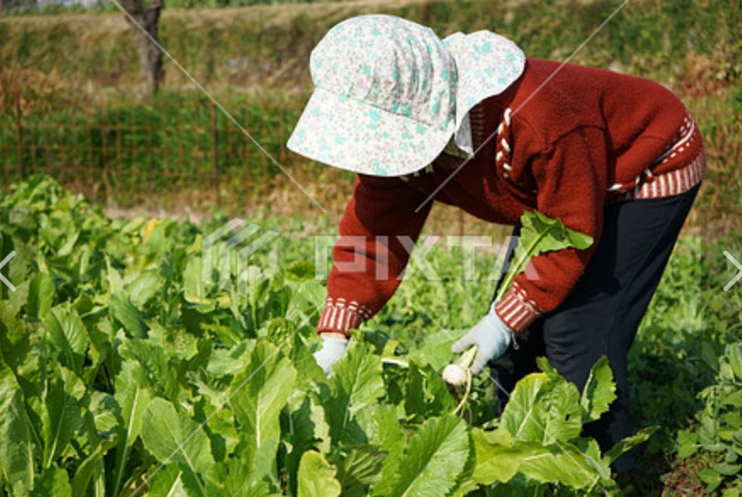 日本名医披露日本最长寿地区的秘密