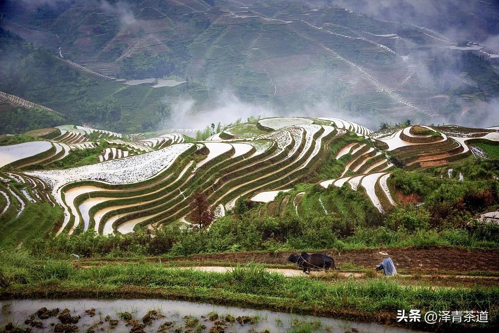 写春天的著名唐诗宋词加赏析,十首描写春天的宋词