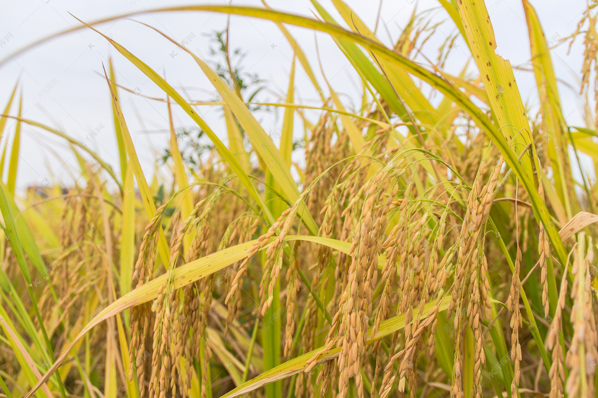 一欧元买房子意大利,一欧元可以在德国买什么东西