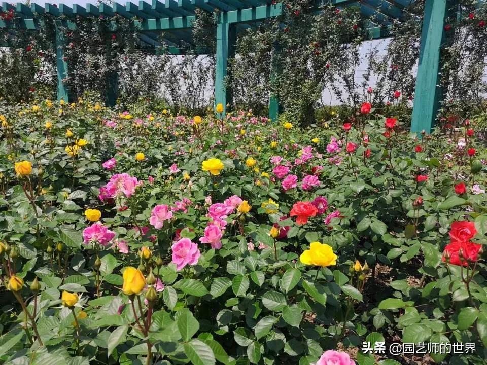 椋熺敤鑺卞崏鐑归オ鎸囧崡,椋熺敤鑺卞崏鍚嶅崟澶у叏