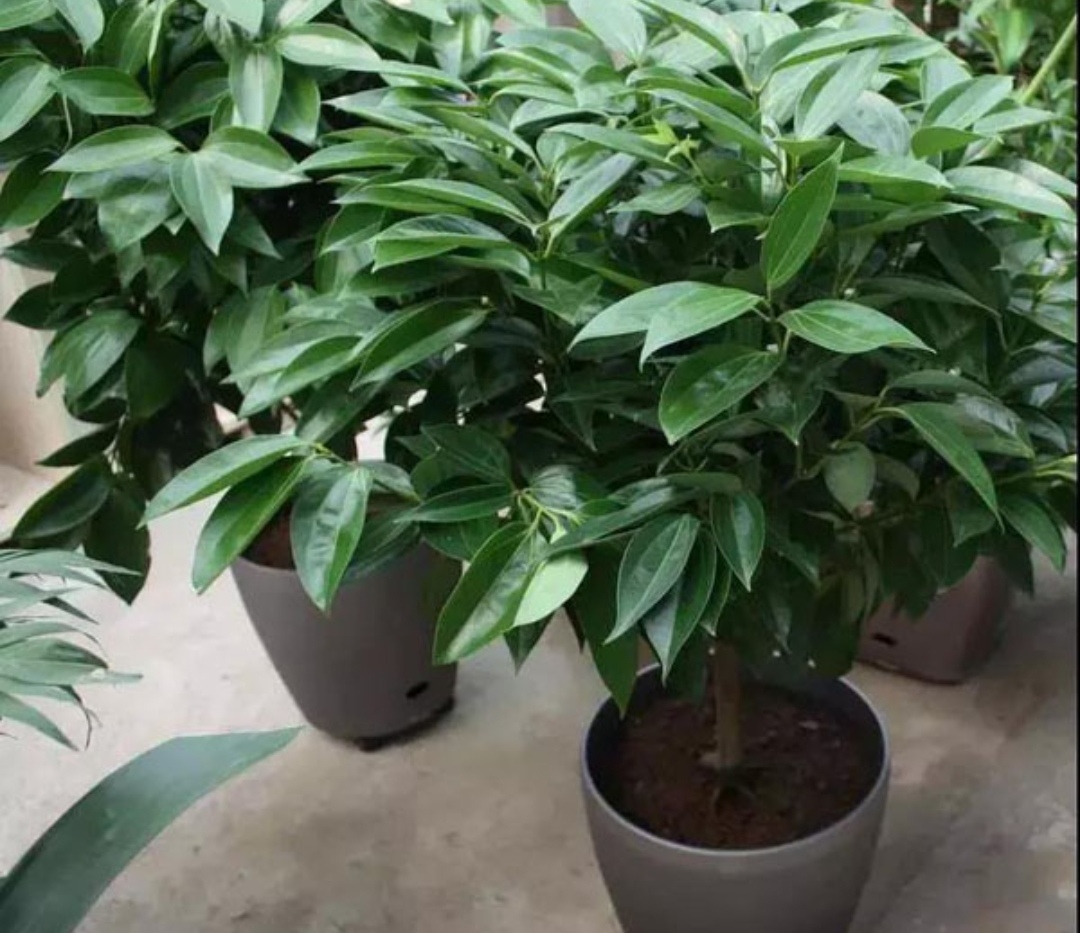 客厅最旺财的5种花,最适合客厅养的四种树