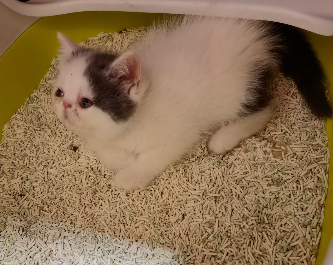 喵18猫砂怎么样,猫测评猫粮