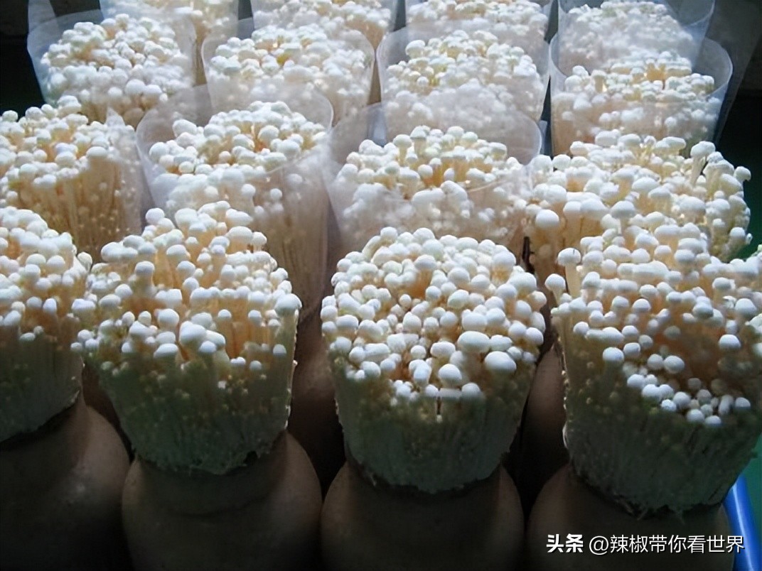 外地旅游连云港好吃的美食推荐,连云港旅游推荐美食