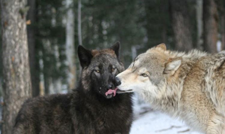 狼群只有狼王才能生后代吗,狼群中只有狼王有交配权吗