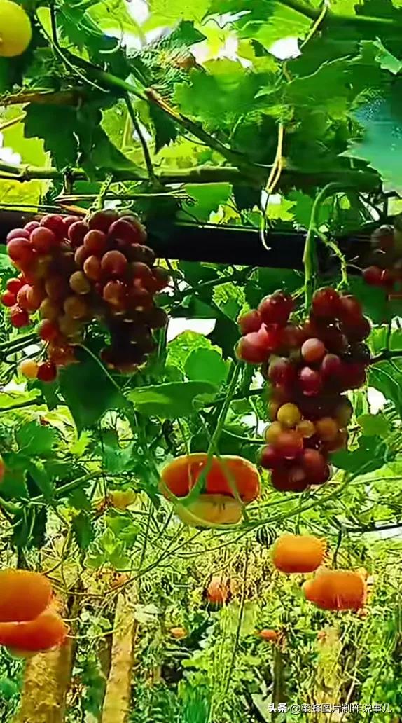 壁纸图片水果清新,丰收的水果高清图片壁纸