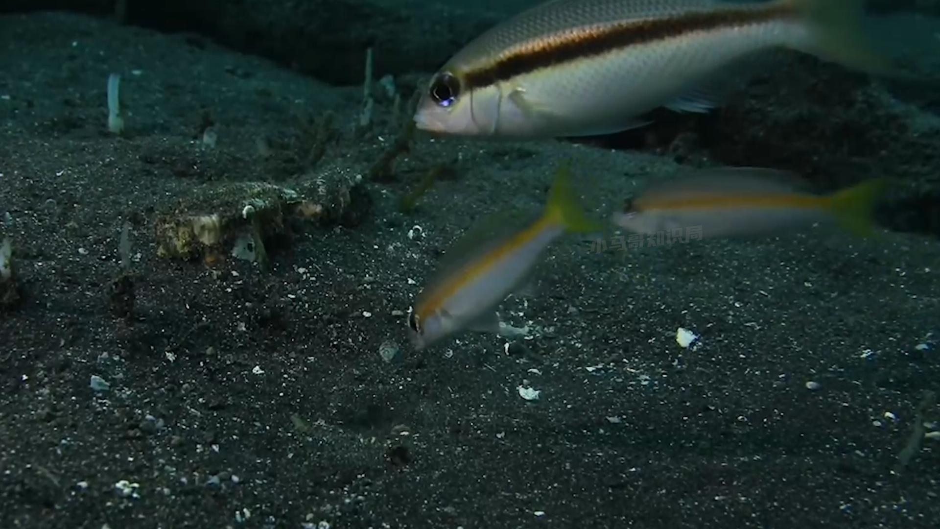 博比特虫遭遇人类袭击,巨型博比特虫