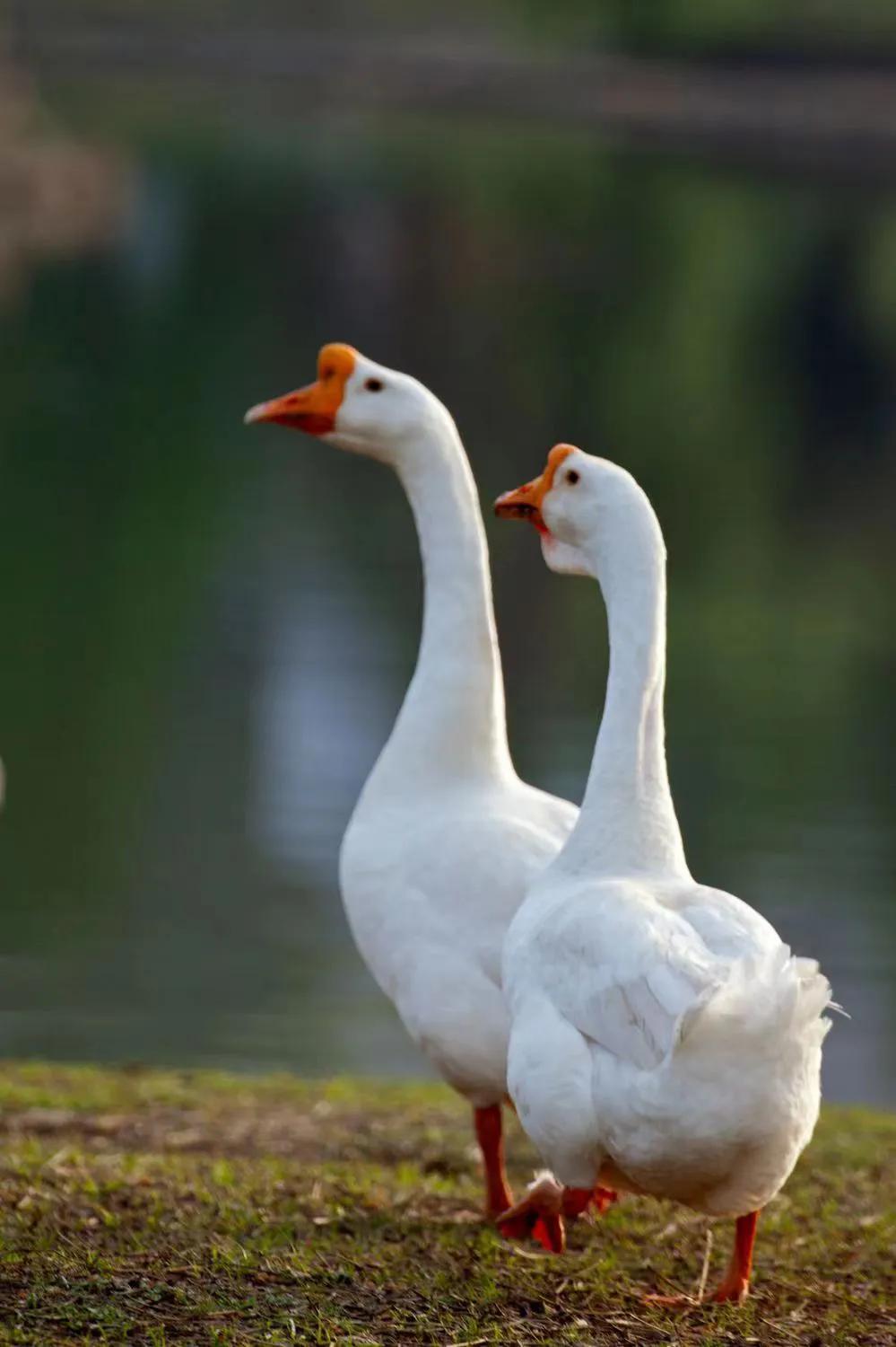 散文三只鹅,关于鹅的散文