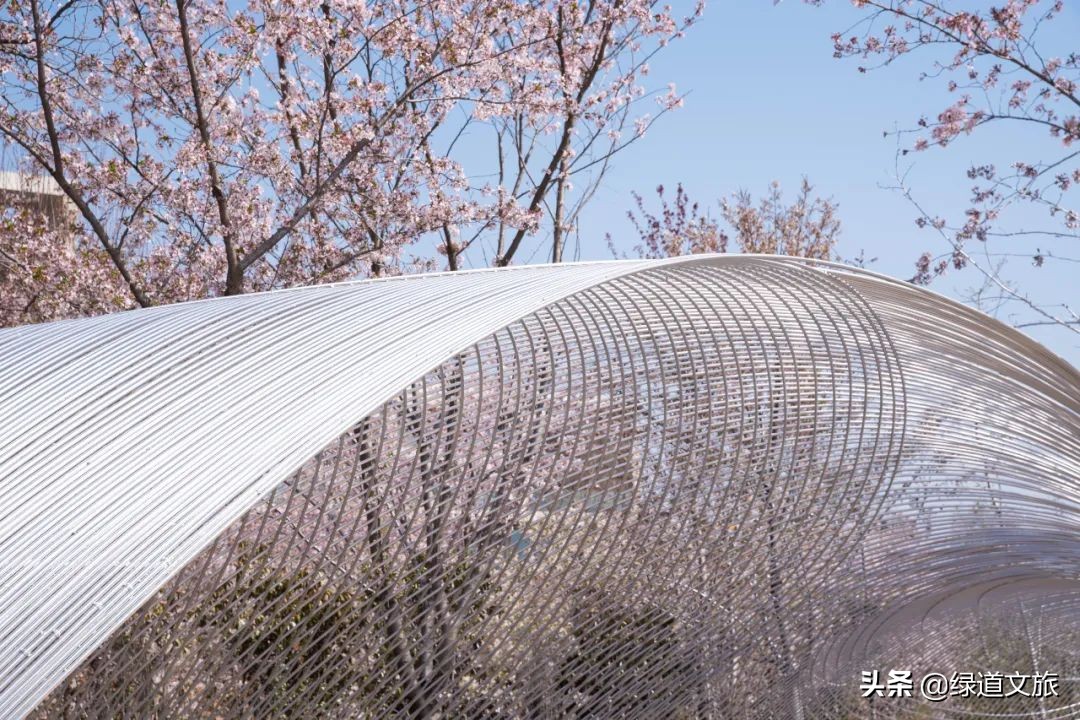 樱花树下的约定字体设计,樱花树下的约定完美国度