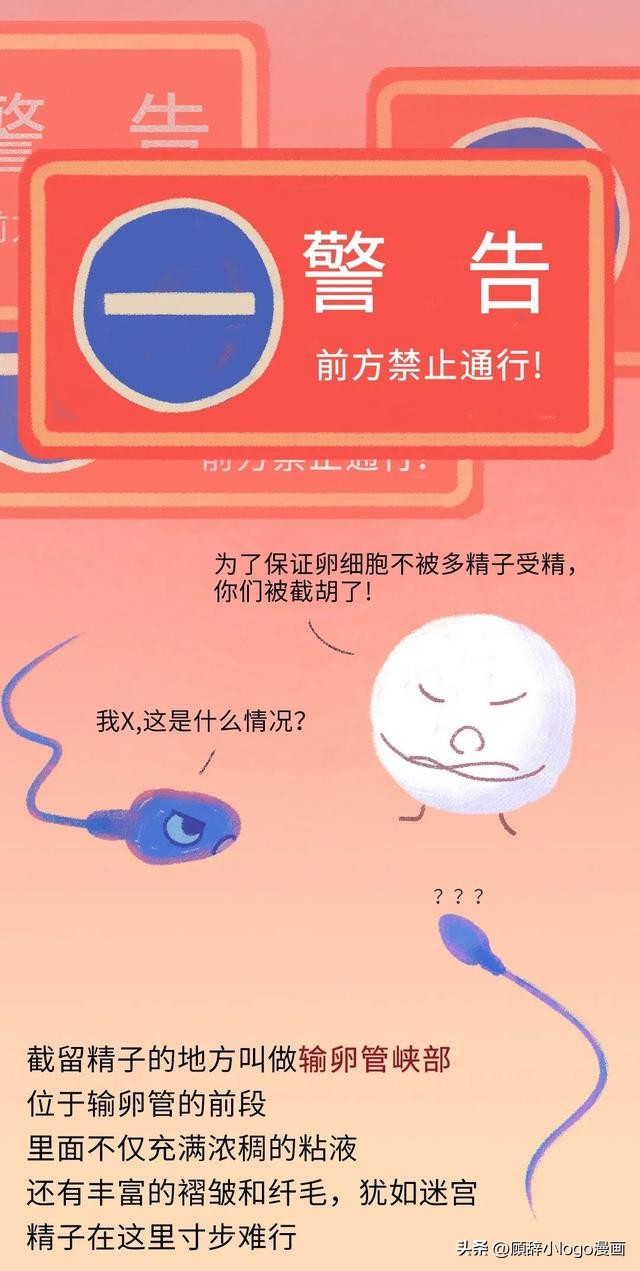 精子进入女生体内的24小时，都发生了些什么？太励志了！（漫画）
