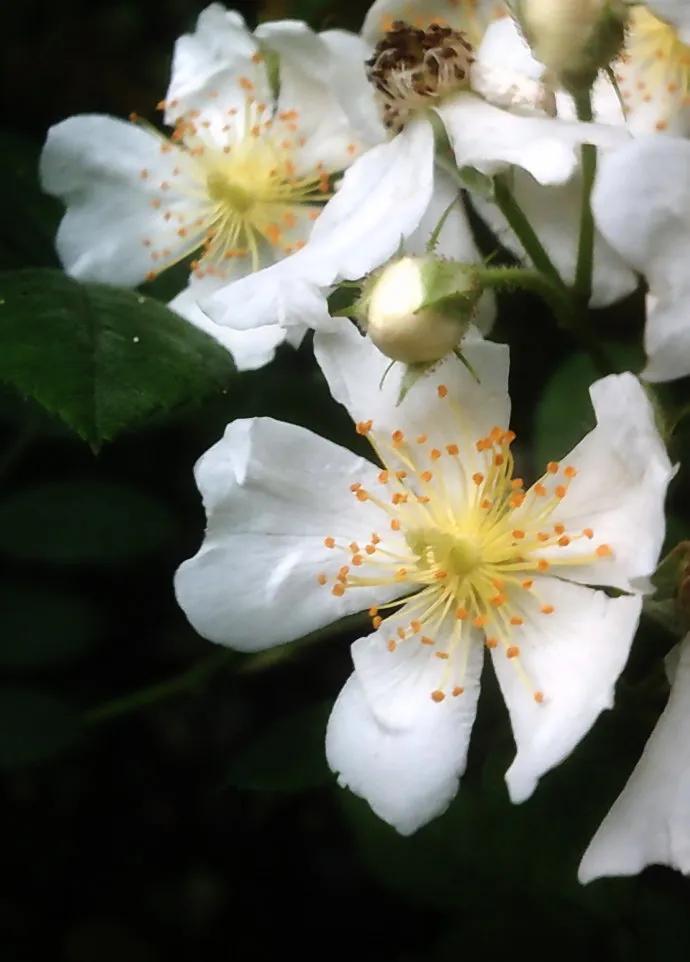 花开荼蘼花事了诗句,花开到荼蘼的诗句