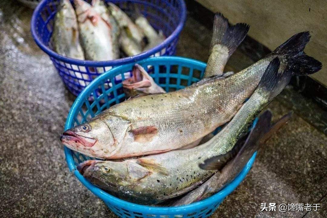 买鲈鱼肚子大的好还是小的好啊,买鲈鱼公的好还是母的好