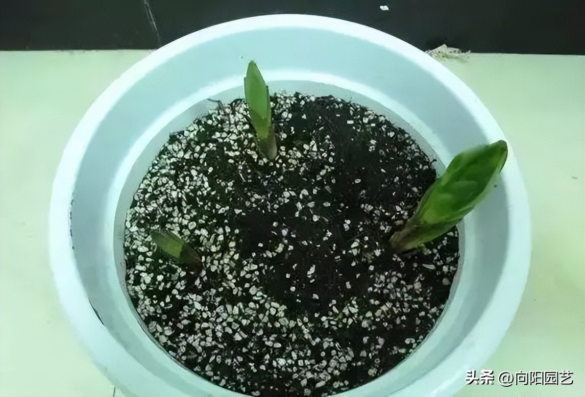 盆栽的百合花怎么养才多开花,庭院种百合花应注意些什么