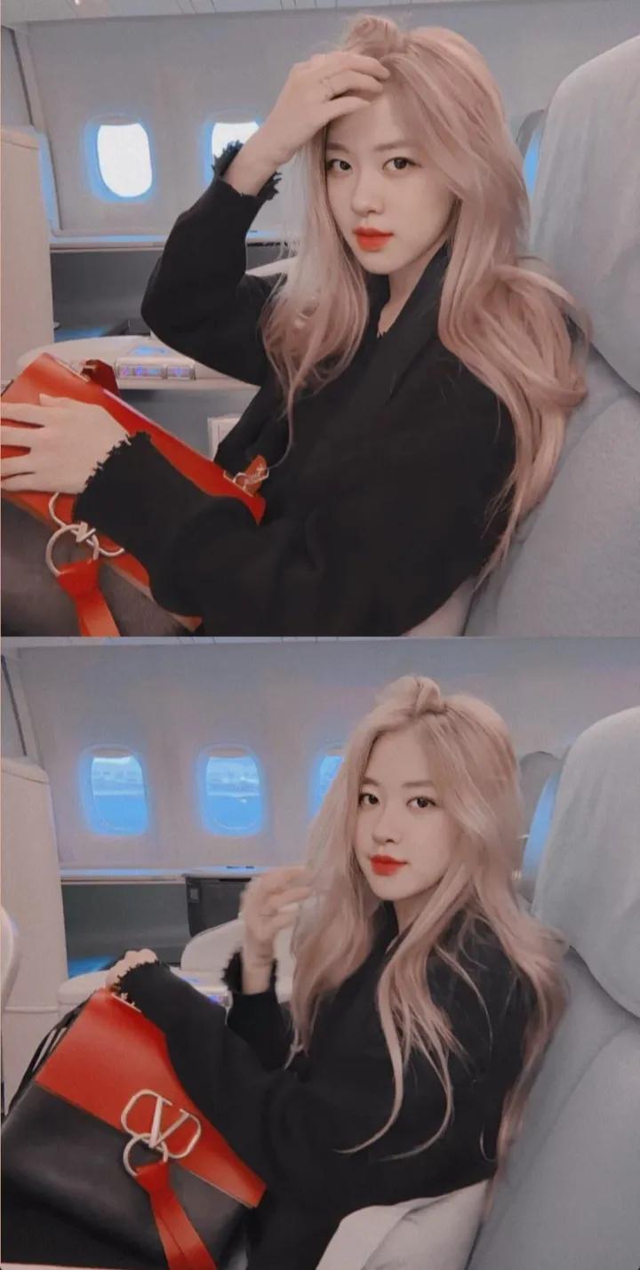 rosa澳洲野玫瑰,澳洲rose野玫瑰