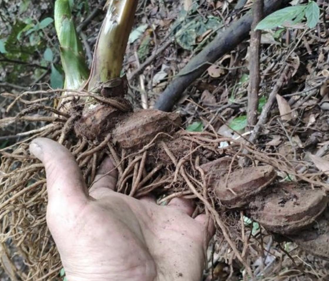 1株开1朵红花，叶片十分稀疏，但晾干后会变珍贵，价值堪比大人参