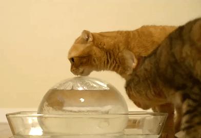 猫狗太臭了怎么办,为什么猫狗夏天不热