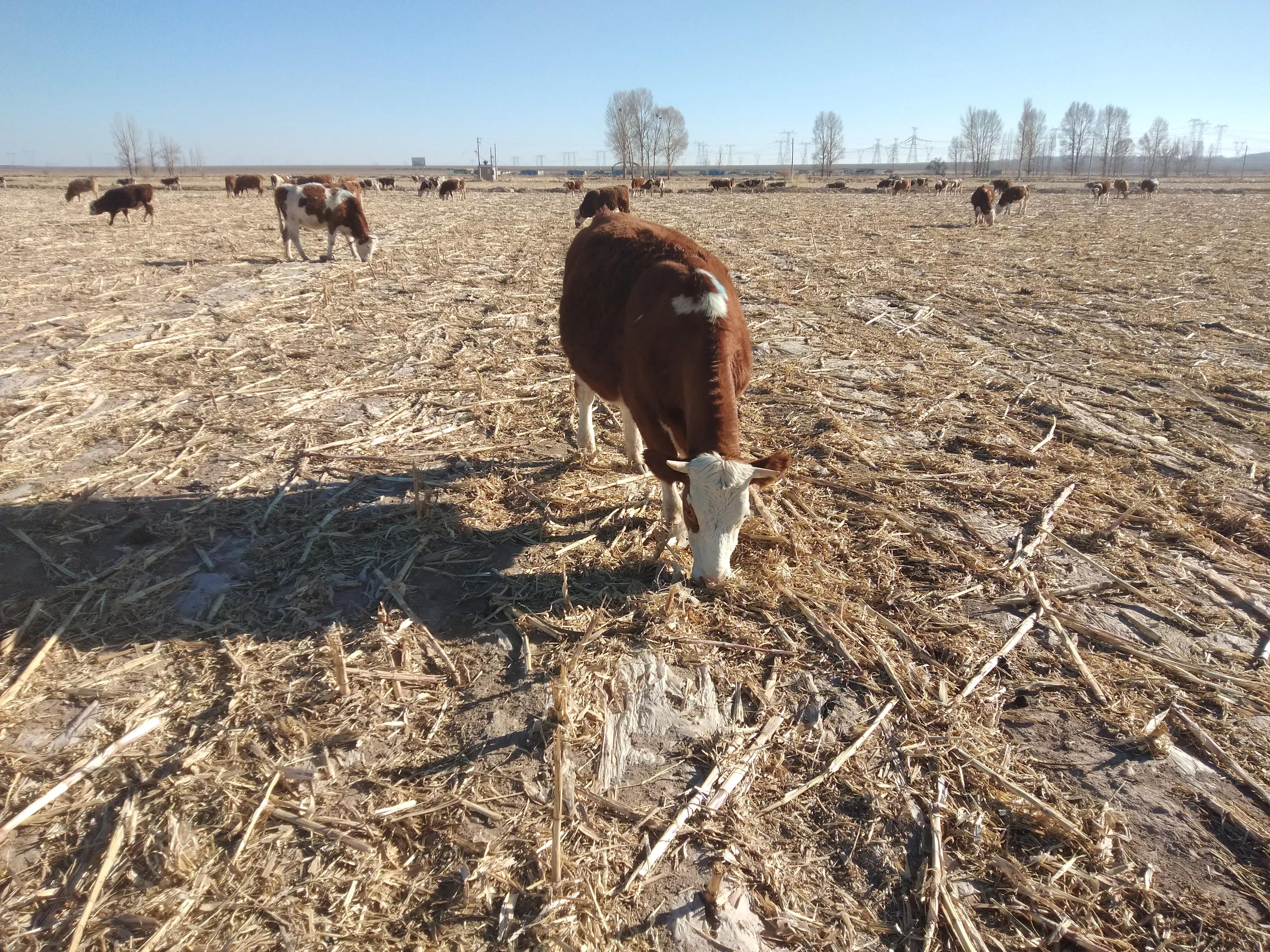 为什么现在养牛比养羊挣钱多,养羊养牛哪个越养越不穷