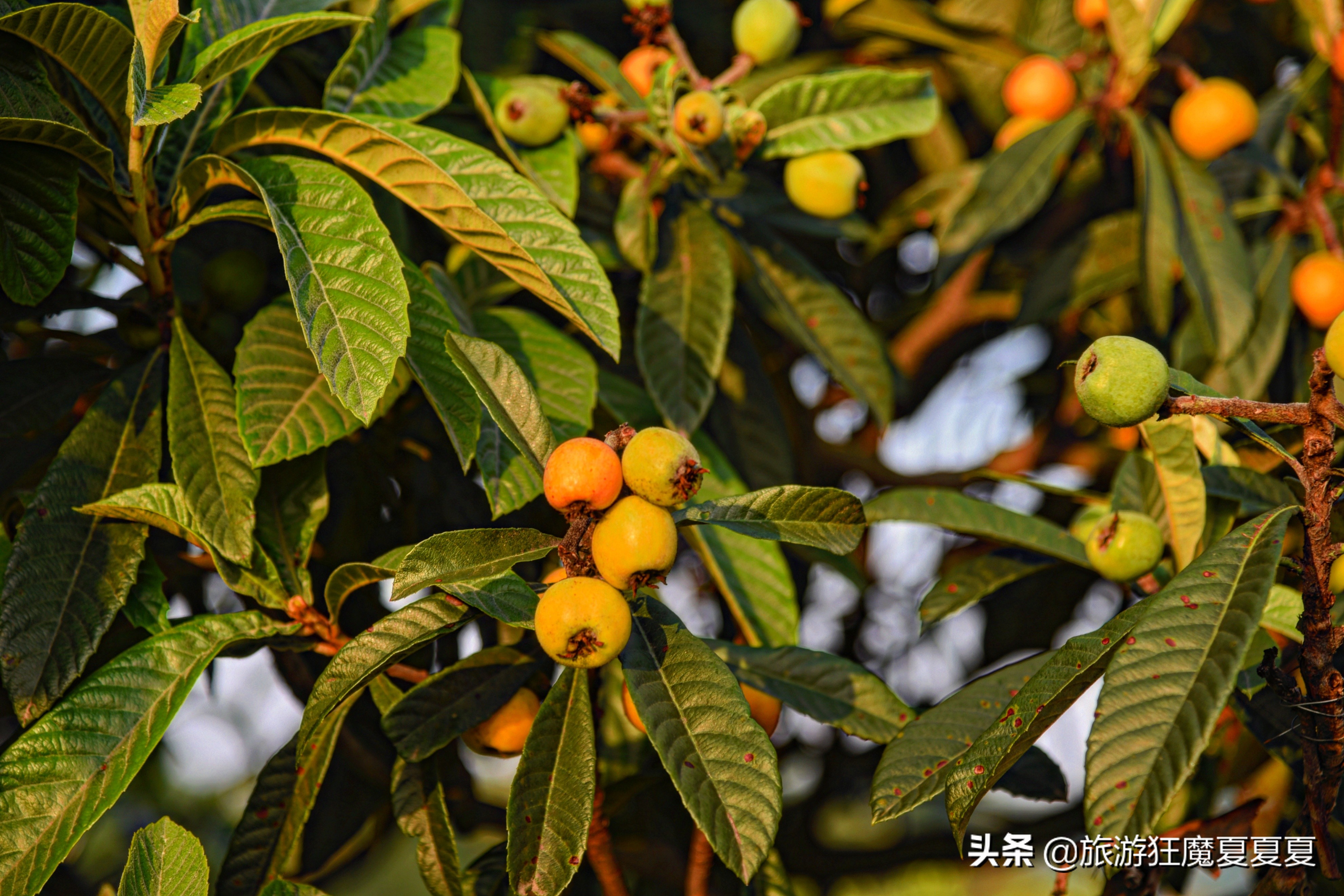 成都龙泉山火到半夜都堵车？跟风夜爬大可不必，这样才有绝美日出