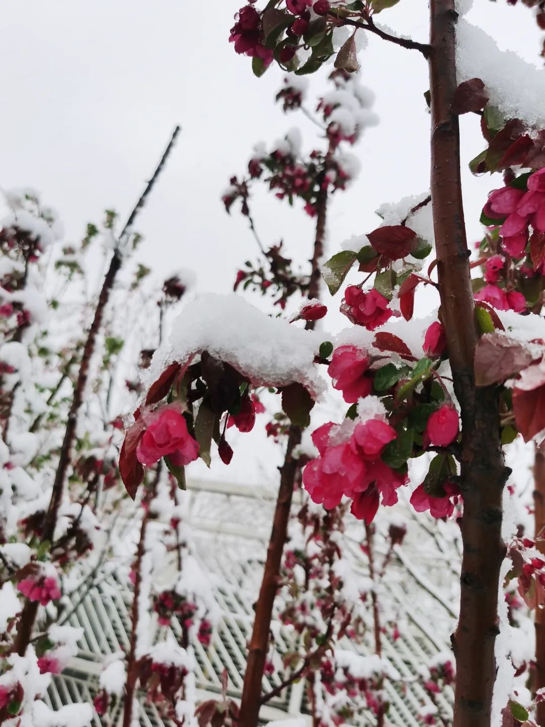 下雪绝美诗词,十首绝美下雪诗词