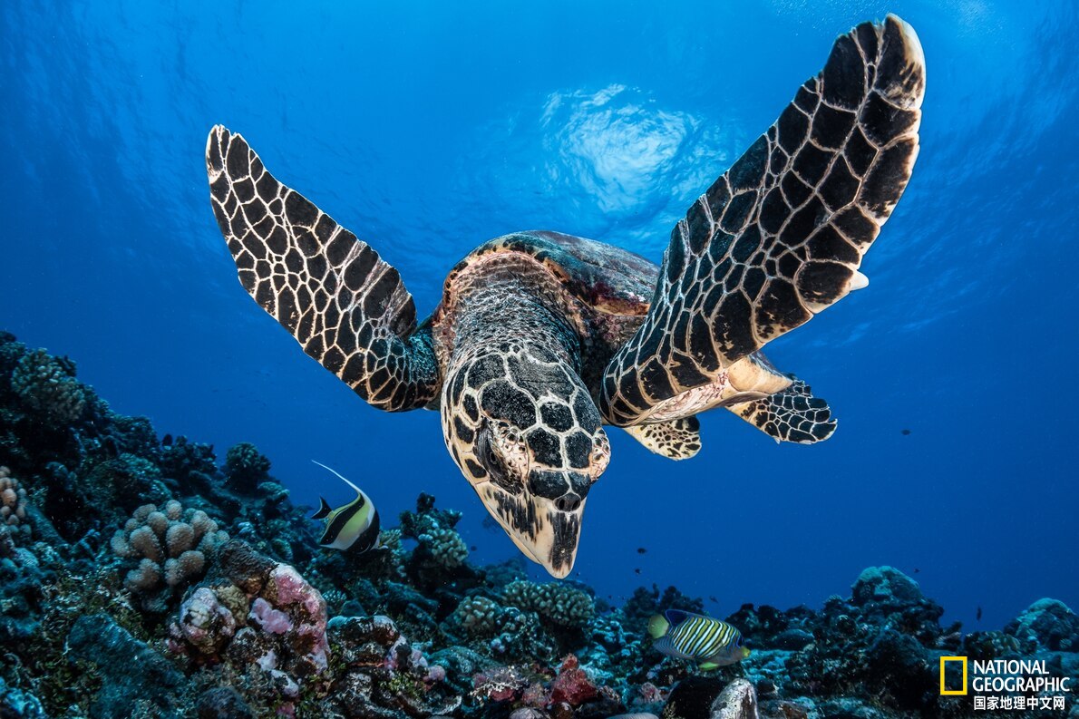 鍏充簬娴锋磱淇濇姢鐨刟pp,娴烽緹杞欢app