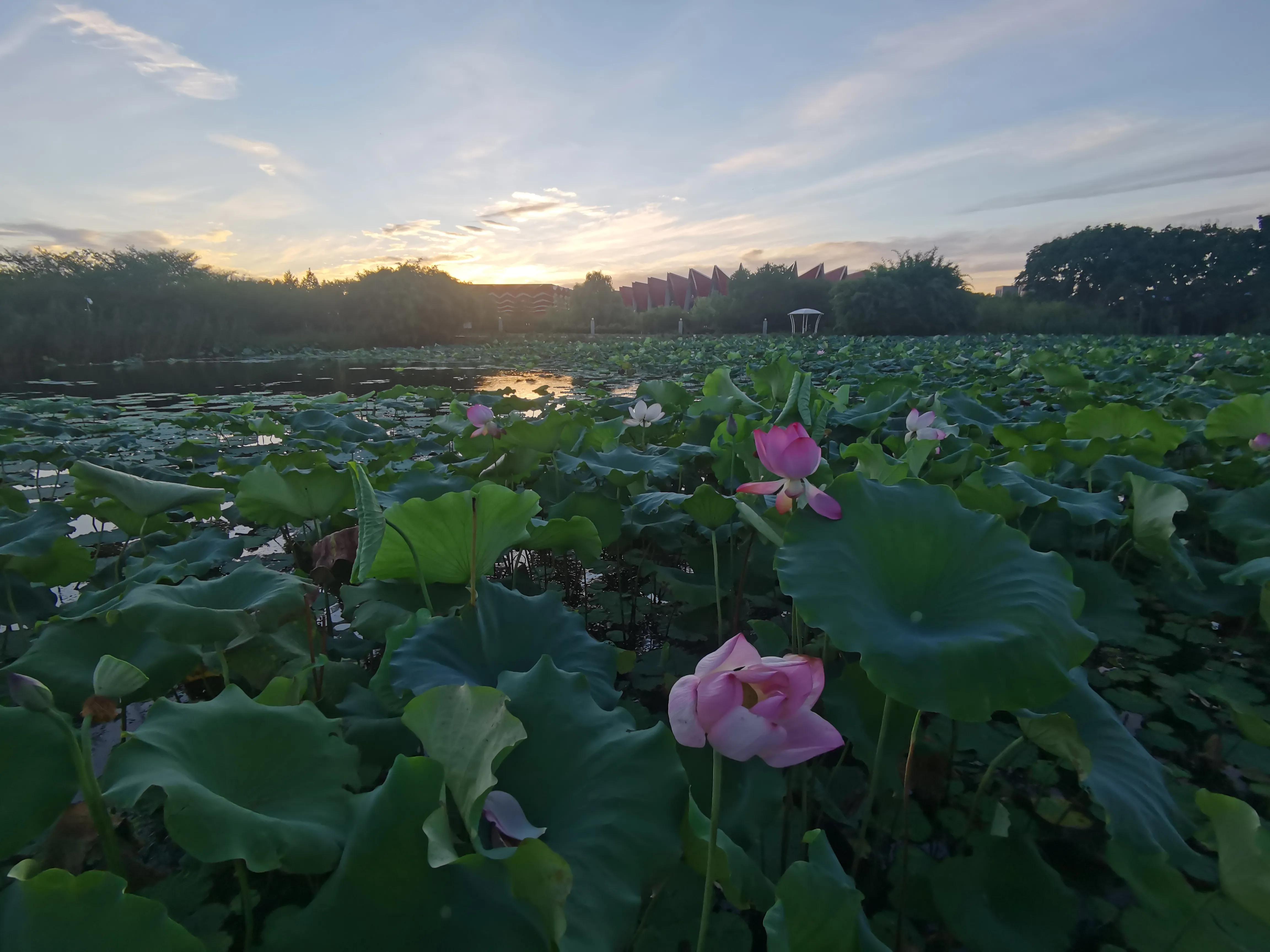 又见荷花香,池塘荷花仍飘香