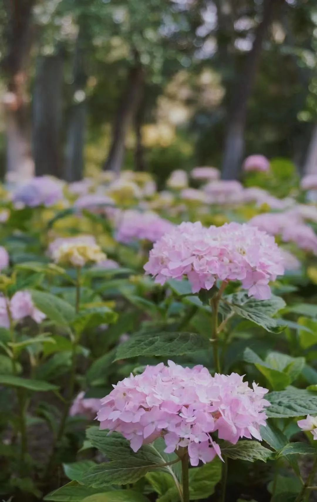 乌鲁木齐城市交通如何疏堵,压马路乌鲁木齐