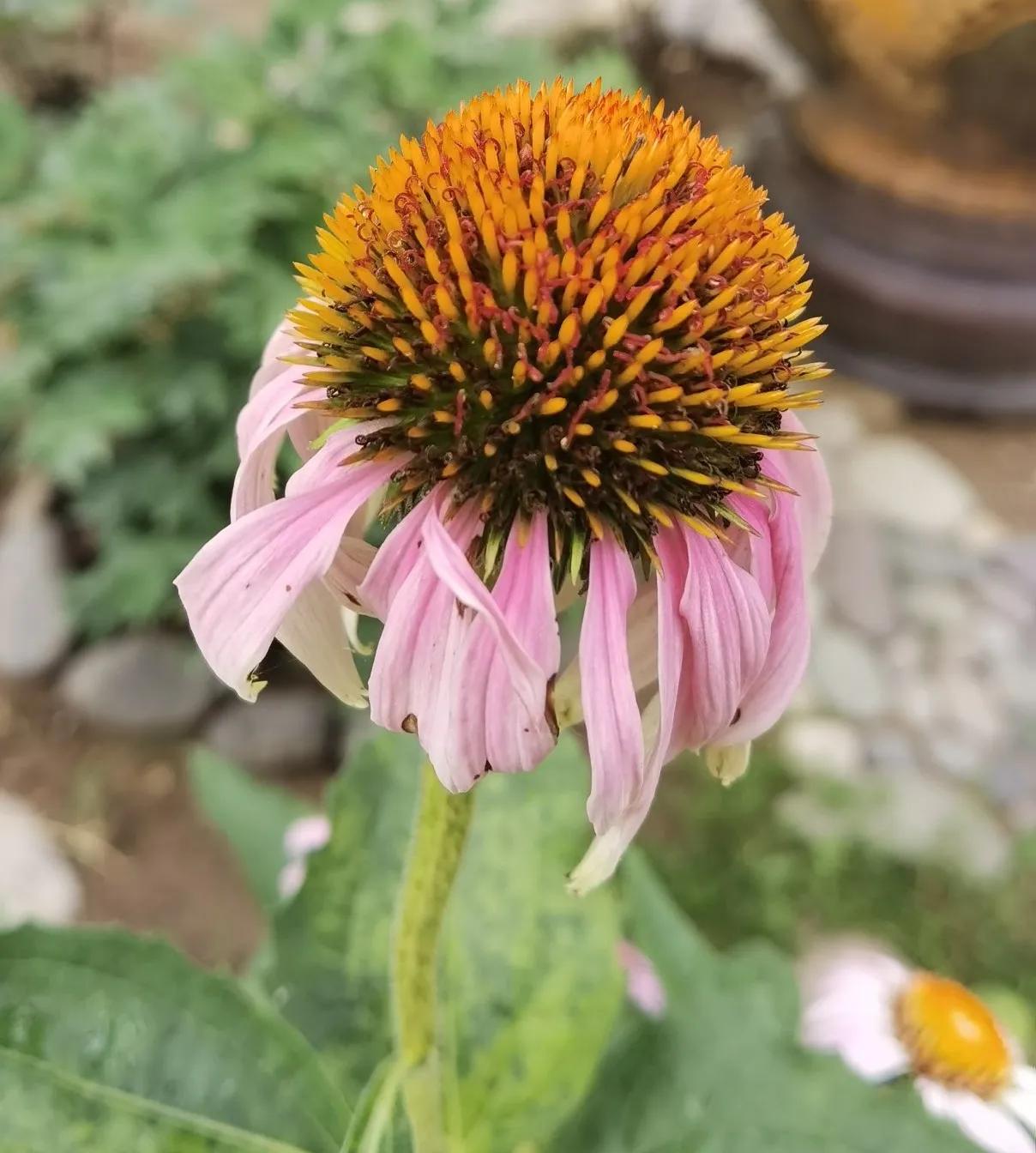 高温天气盼雨来,高温的炙烤