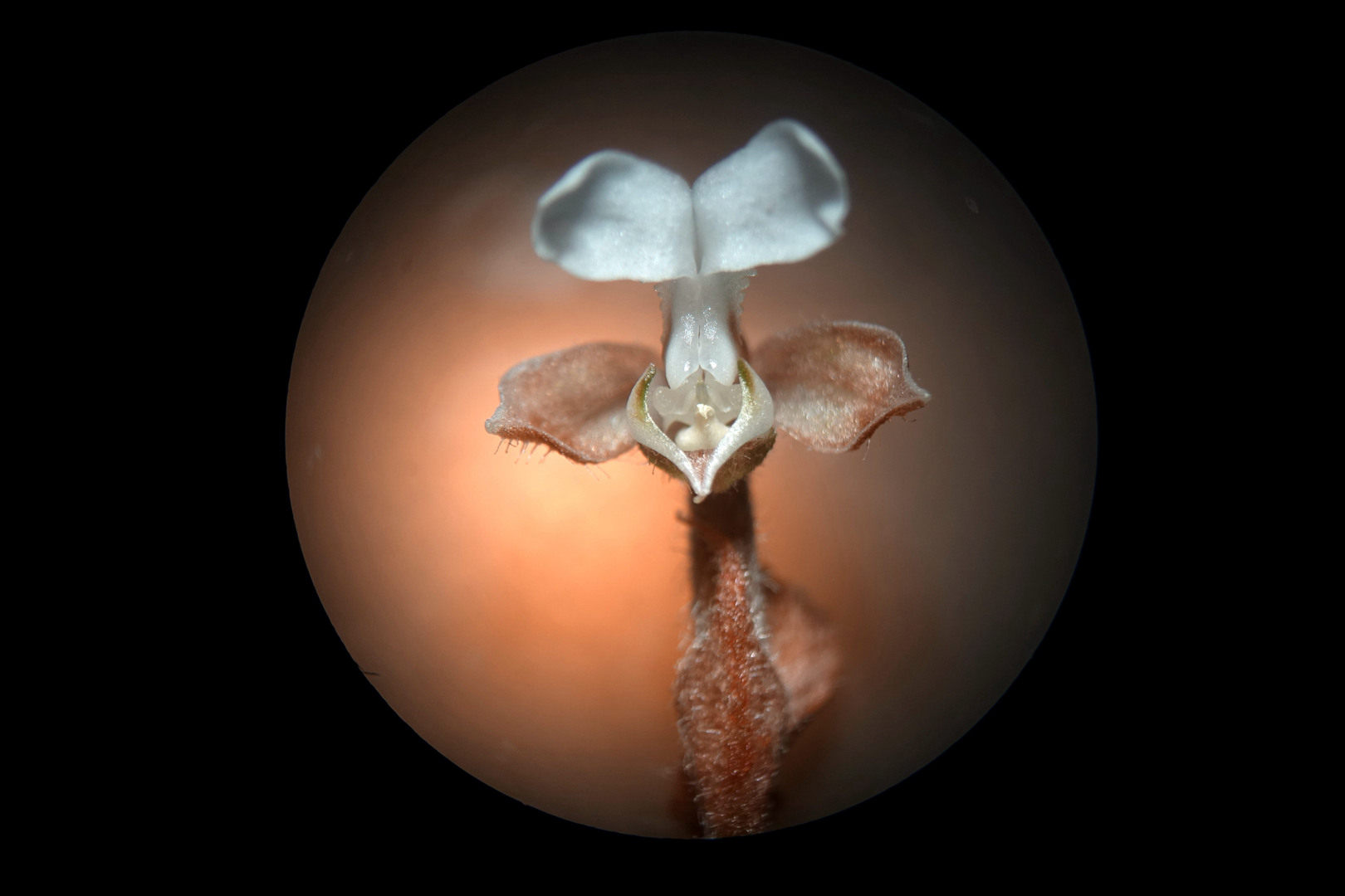 海曙龙观乡深山中首次发现珍稀兰科植物——浙江金线兰