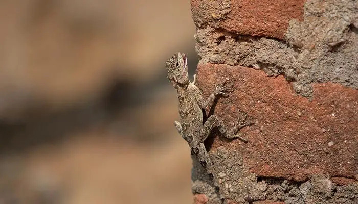 为什么许多人害怕壁虎？难道它真的有毒？