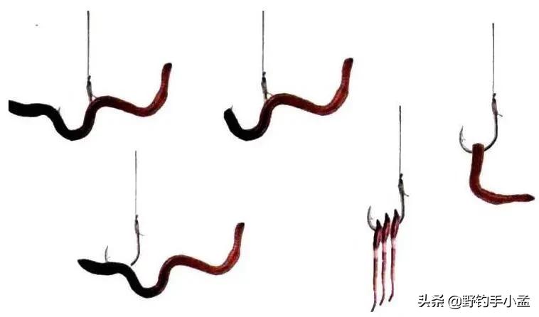 蚯蚓钓鱼正确挂法视频,蚯蚓缠绕挂钩法能活多久