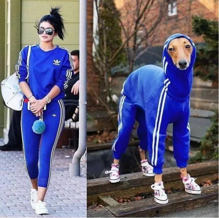 一只流浪狗被收留后成功的逆袭了,一只被遗弃狗狗的逆袭之路