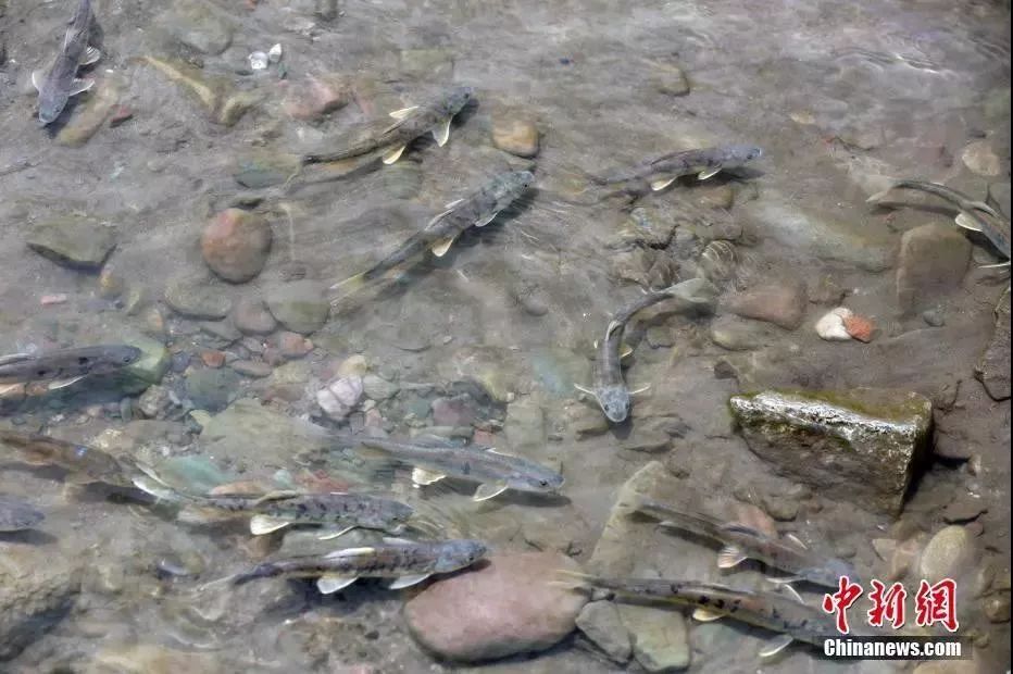 二十四节气从立春开始到大寒,二十四节气歌立春大雪