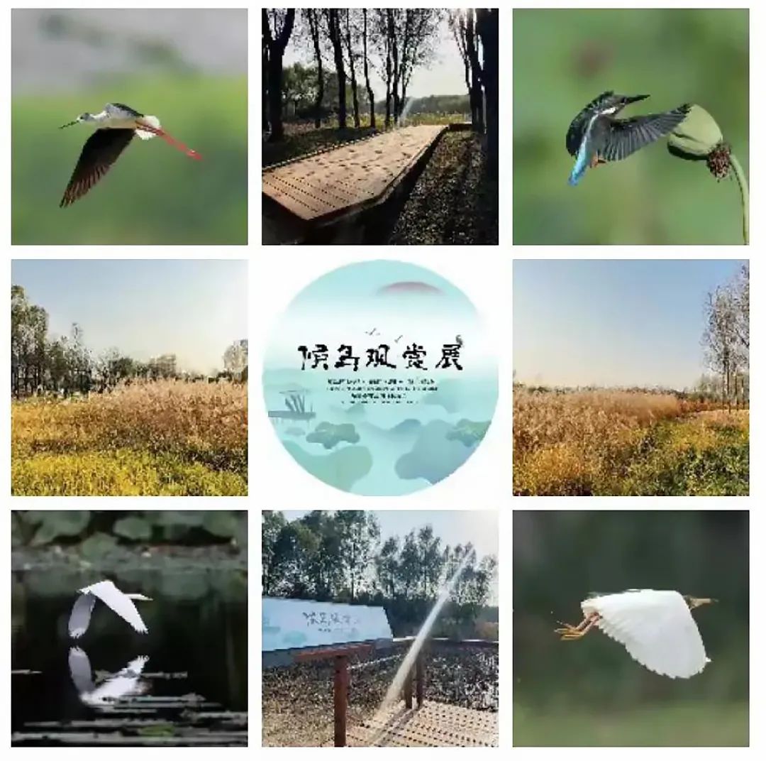 顺义区东郊森林湿地公园,打卡北京顺义公园