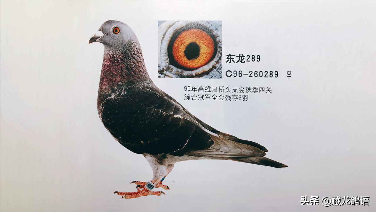 杰夫·冯·莱尔谈赛鸽的鉴赏与鸽舍的管理