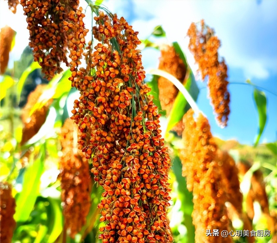 大润发超市有哪几种低价的粮食酒,大润发卖的几款酒