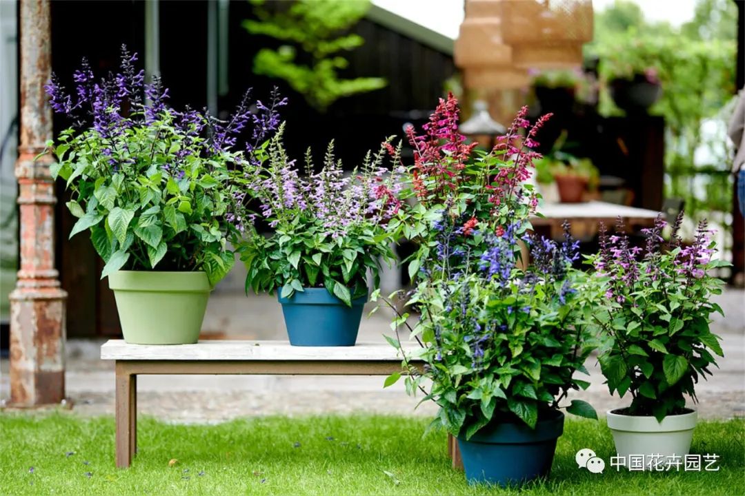 鑺卞崏鍝佺灞曠ず,鏂颁紭鑺卞崏鍝佺灞曠ず