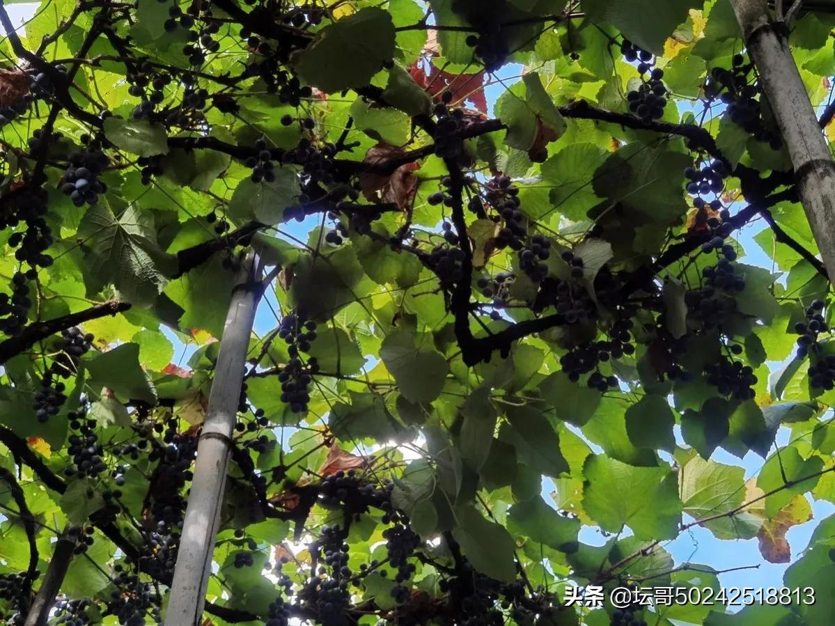 宁德市溪塔葡萄沟旅游景区,穆云乡溪塔葡萄沟