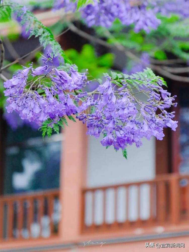泸州蓝花楹打卡地,蓝花楹打卡点照片