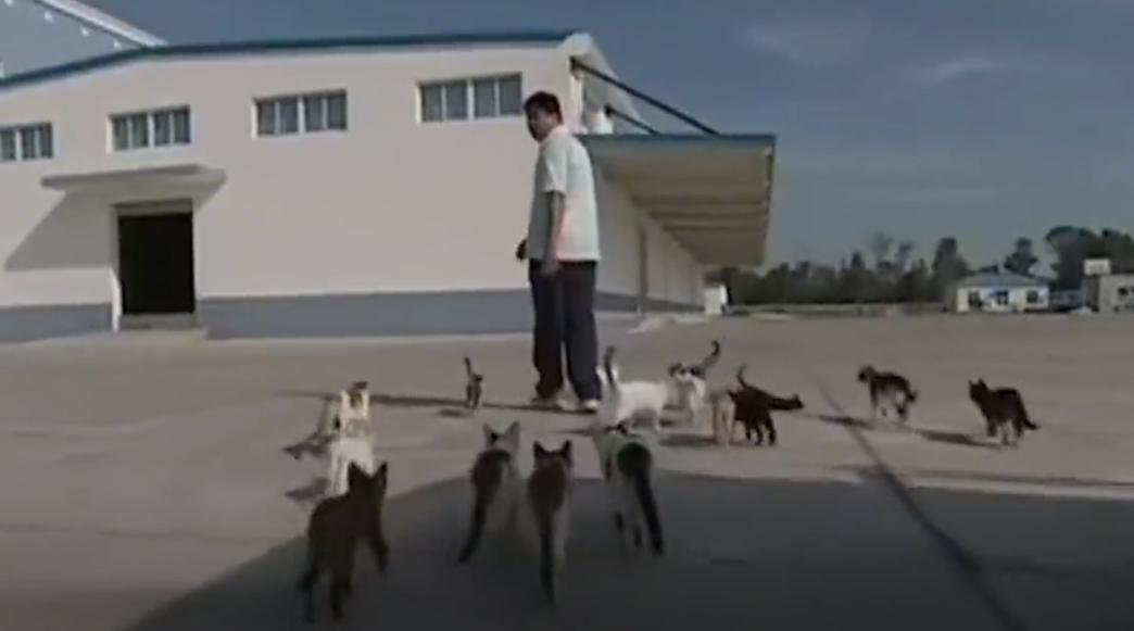 1000只猫鼠大战,72只猫灭鼠大战真实视频